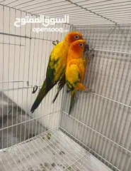  3 ثنين صن كنيور