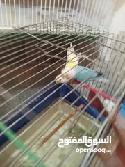  1 طيور للبيع
