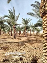  9 نخل مثمر جميع الارتفاعات