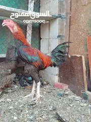  2 متاح ديك وفرخه باكستاني