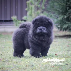  2 chow chow Puppies for sell