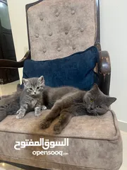  2 قطتين للبيع الكبيره بريتش سكوت شورت هير بيور والصغيره بريتش سكوت مكس اقرء الوصف