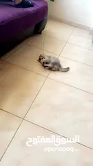  6 قط سكوتش فولد عمر شهرين ونص