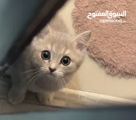  2 قط مكس شيزاري وسكوتش