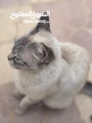  6 قطة فارسية للبيع