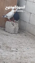  3 جوزين حلوات      بطارد على بيض