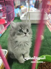  2 احضر الريلز  قط سكوتش ستريت ذكر – شعر ميديوم اقتنِ صديقًا ينشر الطاقة الإيجابية ويسحب الطاقة السلبية