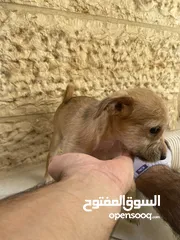  17 ‎ للبيع: جراء شيواوا صغيرة الحجم – شكل فاخر