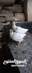  4 جواز حمام شغاله  للبيع  الكوم  17 حبه سعر الحبه دينارين من الاخر