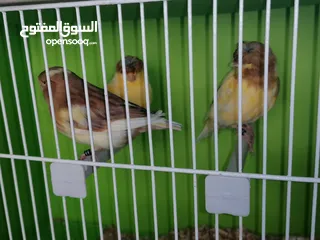  2 جلوستر مخاليف جلوستر..............