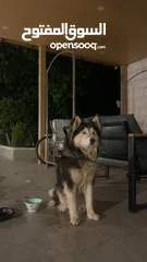  1 كلب هاسكي انثى للبيع
