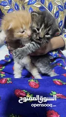  4 قطط شيرازيه