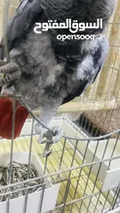  1 ذكر كاسكو اليف جدا ومتكلم بطلاقة