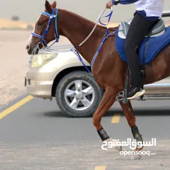  1 خيل محلي قدره للبيع