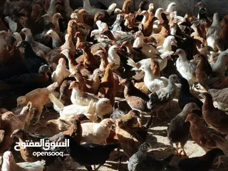  1 للبيع دجاج محلي عماني
