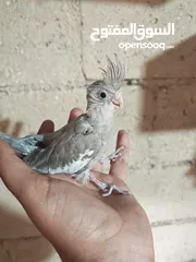  6 فراخ كوكتيل للزق اليدوي