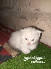  11 القطط الصغيره عمرهااا 2 شهرين ..القطط الكبيره عمرها 8شهور .. القط الاحمر سنه و3شهور