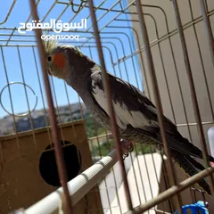 8 عصافير كوكتيل للبيع حبات جامبو ونضيفه