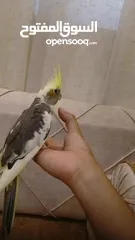  6 طيور كوكتيل