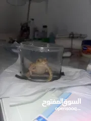  1 ضفدع برمائي كيوت للبيع
