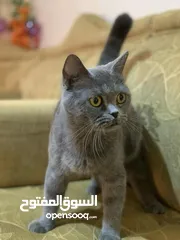  5 سكوتش للبيع انثى حامل من سكوتش كمان لببيع