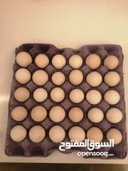  1 بيض بلدي طازج (للأكل +مخصب)