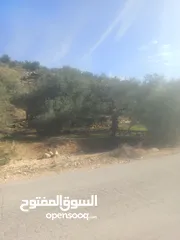  13 ارض زراعيه في بلعا دير الغصون