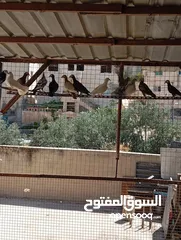  1 بسم الله الرحمن الرحيم متاح جواز بناديك اسود زائد بناديك ابيض زائد زائد كشامره كاملات كله مع بعض