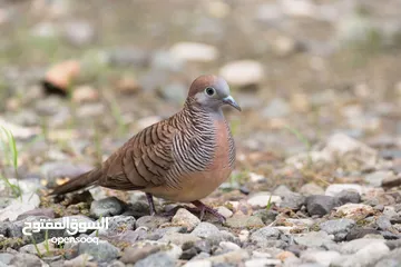  1 طيور الزيبرا دوف للبيع او للبدل