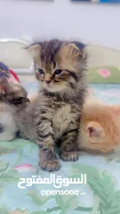  3 Persian cat & tabby cat