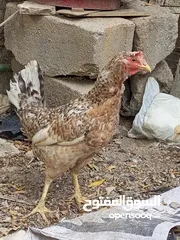 1 دجاجه ورد الباكله ب 20