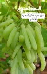  10 مشاتل السهل الاخضر الزراعيه تنسيق حدائق ومزارع