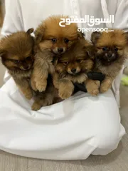  3 Pomeranian tecup