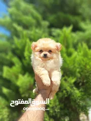  4 بومارينيان تيكب أصغر حجم مستوى عالي جدا pomeranian t_cup
