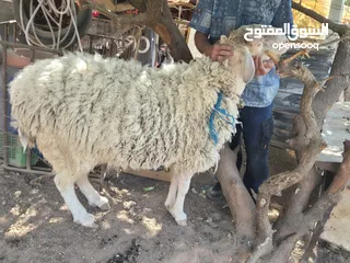  4 تيس غنم عساف للبيع شغال