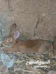  15 متاح في السلط