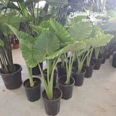  12 تفصيل قواوير فايبر جلاس بشكل عصري أنيق  زراعة وتسميد النباتات الداخلية والخارجية بإشراف مهندسين