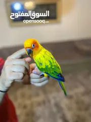 11 ببغاء صن كنيور عباره عن لعبه  تفاصيل عبر الرقم
