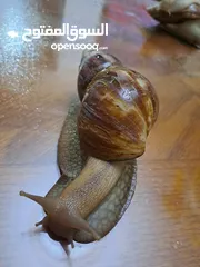  8 حلزونات أفريقية للبيع