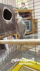  2 جوز كوكتيل وايت فيس مستوى عالي حجم سوبر جامبو ريش كامل شغالات  قابل للتفاوض بأشي بسيط قابل للبدل