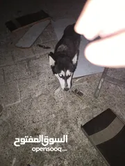  5 موجود كلبة هاسكي انثى للبيع