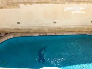  17 فيلا مفروشه للايجار في عبدون ( Property 40254 )-175089630