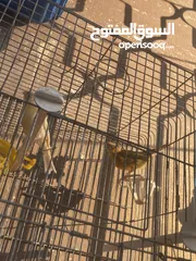  4 جوز كنار اهالي فراخ اقراء الوصف