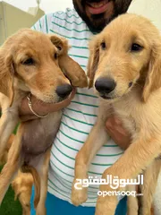  3 Golden Retriever puppies for sale  كلاب جولدن للبيع السعر قابل للفصال