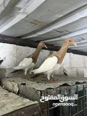  20 فراخ للبيع