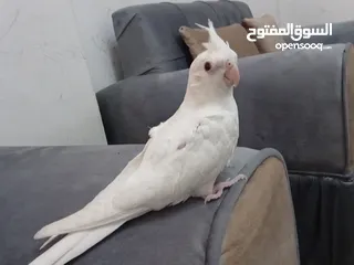  1 3 حبات كوكتيل البينو عين حمراء