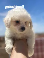  1 Bichon Havanais