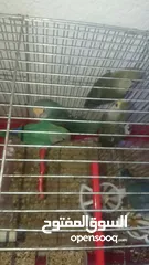  2 خمس عصافير روز للبيع بسعر مغري