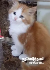  4 قطط شيرازي للبيع الام حامل وياهه بتهه عمرهه 4