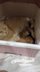  10 Golden and blue folded Scottish cat  جولدين سكوتش فولد عمر ثلاث شهور مستوى خارق